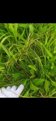 Carex lanceolata