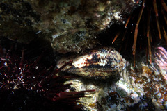 Conus anemone