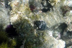 Australaria australasia