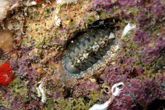 Rhyssoplax diaphora
