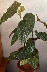 Begonia lucerna