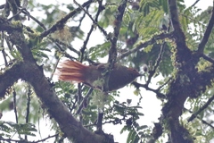 Cranioleuca erythrops