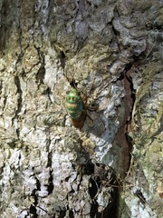 Amphipsalta