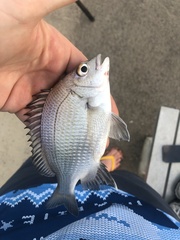 Acanthopagrus pacificus