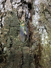 Amphipsalta