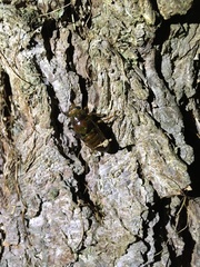 Amphipsalta