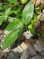 Tabebuia heterophylla