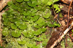 Hymenophyton flabellatum