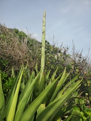 Agave angustifolia