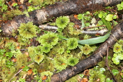 Hypnodendron