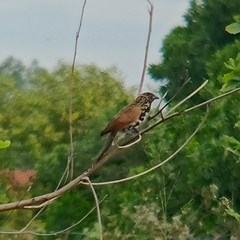 Centropus bengalensis