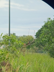 Centropus bengalensis