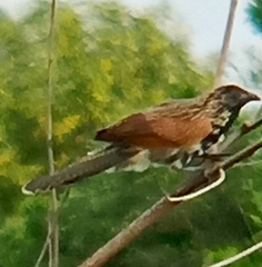 Centropus bengalensis