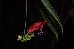 Aeschynanthus moningerae
