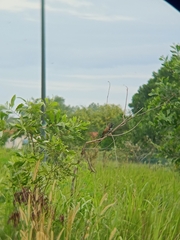 Centropus bengalensis