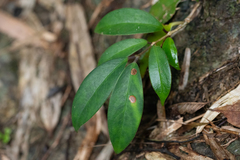 Aeschynanthus moningerae