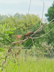 Centropus bengalensis