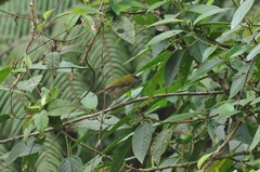 Cyclarhis nigrirostris