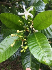 Tabernaemontana cerifera