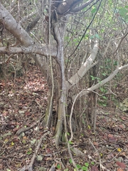 Ficus citrifolia