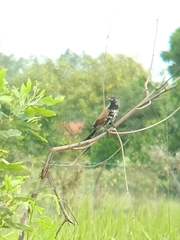 Centropus bengalensis