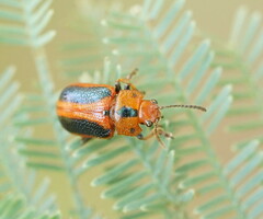 Calomela curtisi