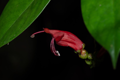 Aeschynanthus moningerae