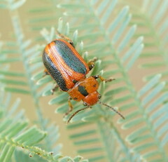 Calomela curtisi