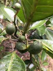 Tabernaemontana cerifera