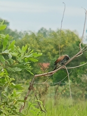 Centropus bengalensis