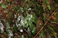 Blechnum colensoi