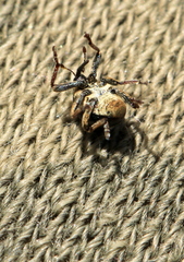 Orobitis cyanea