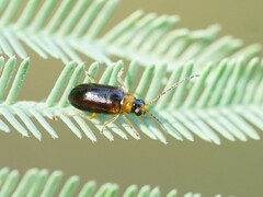 Monolepta