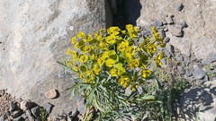 Euphorbia virgata