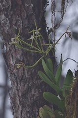 Epidendrum lacustre