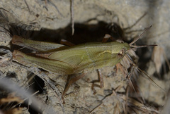 Aiolopus thalassinus