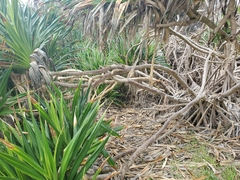 Pandanus odorifer