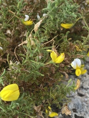 Ononis ramosissima
