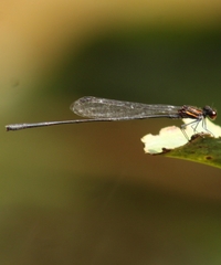 Prodasineura verticalis