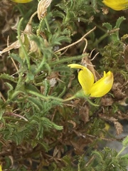 Ononis ramosissima