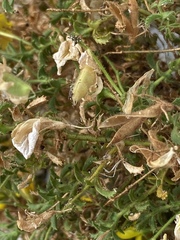 Ononis ramosissima
