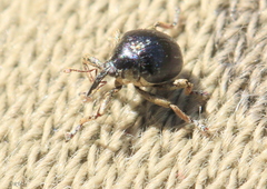 Orobitis cyanea