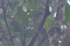 Myiophobus flavicans