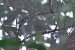 Myiophobus flavicans