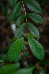 Aeschynanthus moningerae