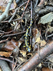 Salamandra salamandra