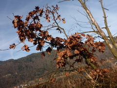 Quercus robur