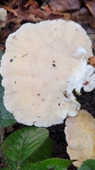 Trametes suaveolens