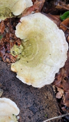 Trametes suaveolens