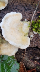 Trametes suaveolens